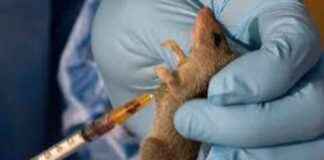 UK Returnee Death Adds to Lassa Fever Toll in UK uk-returnee-death-adds-to-lassa-fever-toll-in-uk