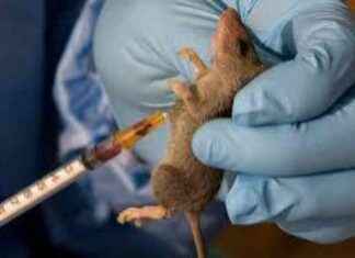 UK Returnee Death Adds to Lassa Fever Toll in UK uk-returnee-death-adds-to-lassa-fever-toll-in-uk
